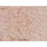 Anti-COL4A1 (G46) Antibody from Bioworld Technology (BS1072) - Antibodies.com