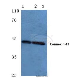 Anti-Connexin 43 (S369) Antibody from Bioworld Technology (BS1073) - Antibodies.com