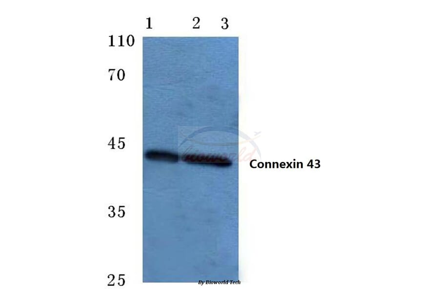 Anti-Connexin 43 (S369) Antibody from Bioworld Technology (BS1073) - Antibodies.com