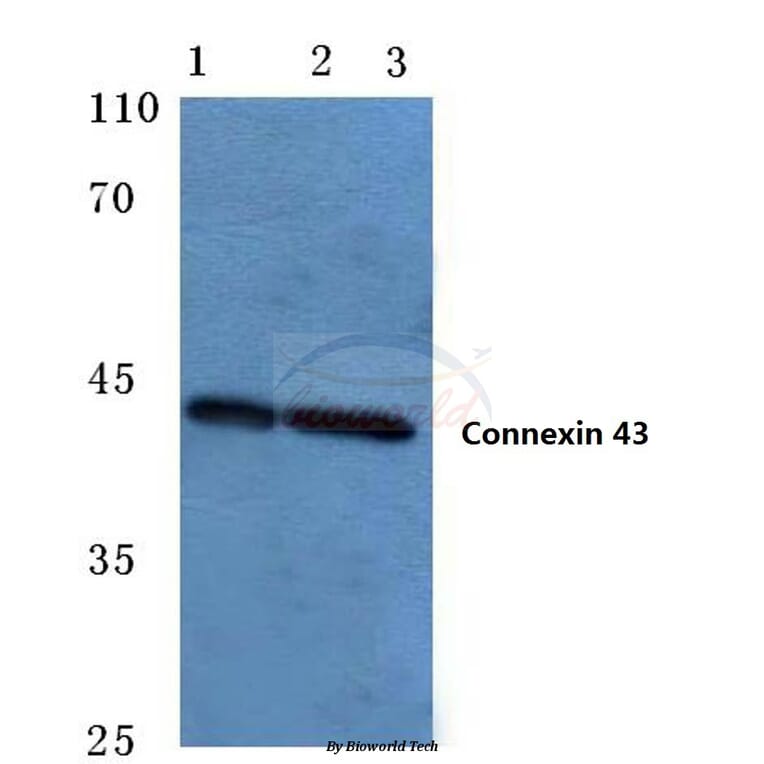 Anti-Connexin 43 (S369) Antibody from Bioworld Technology (BS1073) - Antibodies.com