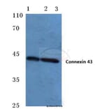 Anti-Connexin 43 (S369) Antibody from Bioworld Technology (BS1073) - Antibodies.com