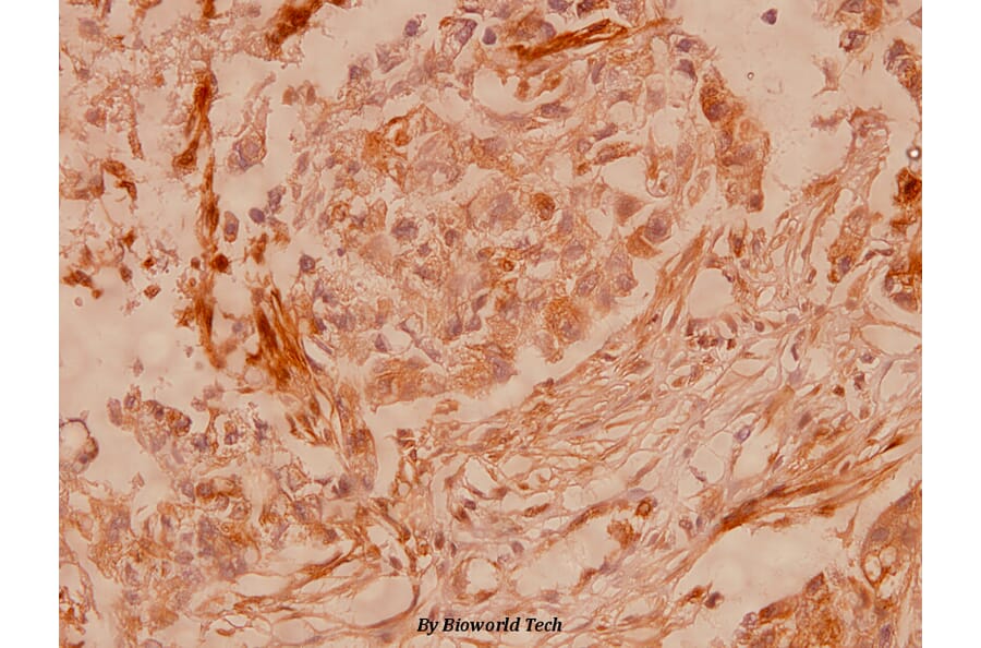 Anti-Connexin 43 (S369) Antibody from Bioworld Technology (BS1073) - Antibodies.com