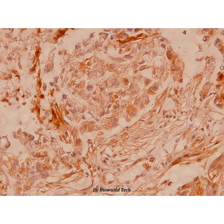 Anti-Connexin 43 (S369) Antibody from Bioworld Technology (BS1073) - Antibodies.com