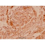 Anti-Connexin 43 (S369) Antibody from Bioworld Technology (BS1073) - Antibodies.com