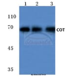 Anti-Cot (P284) Antibody from Bioworld Technology (BS1074) - Antibodies.com