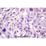 Anti-Cot (P284) Antibody from Bioworld Technology (BS1074) - Antibodies.com