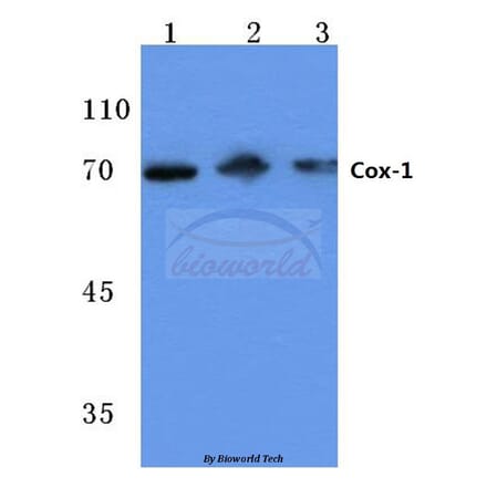 Anti-Cox-1 (S585) Antibody from Bioworld Technology (BS1075) - Antibodies.com