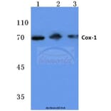 Anti-Cox-1 (S585) Antibody from Bioworld Technology (BS1075) - Antibodies.com