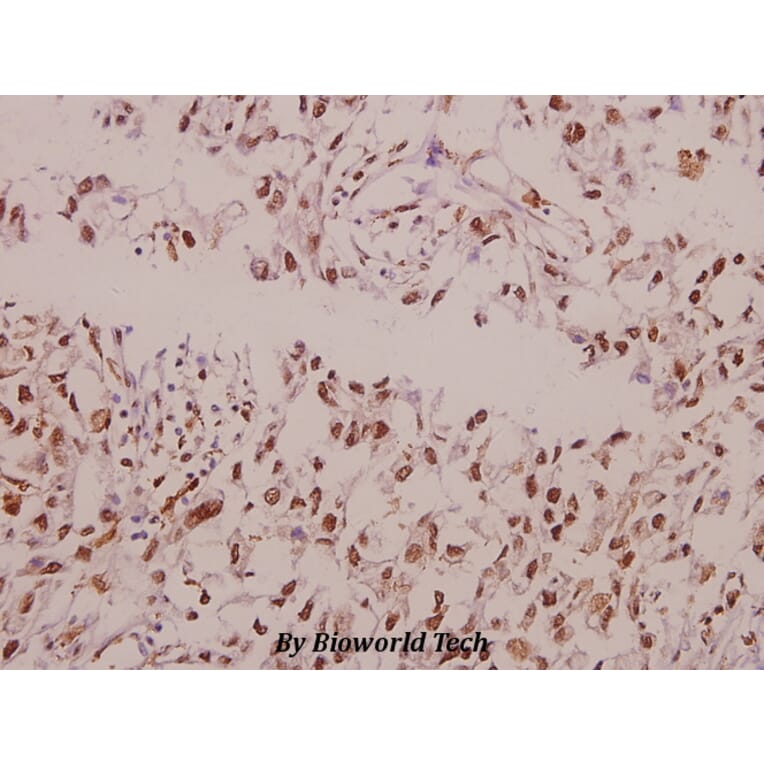Anti-Cox-1 (S585) Antibody from Bioworld Technology (BS1075) - Antibodies.com