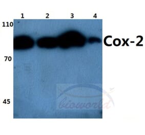 Anti-Cox-2 (T594) Antibody from Bioworld Technology (BS1076) - Antibodies.com