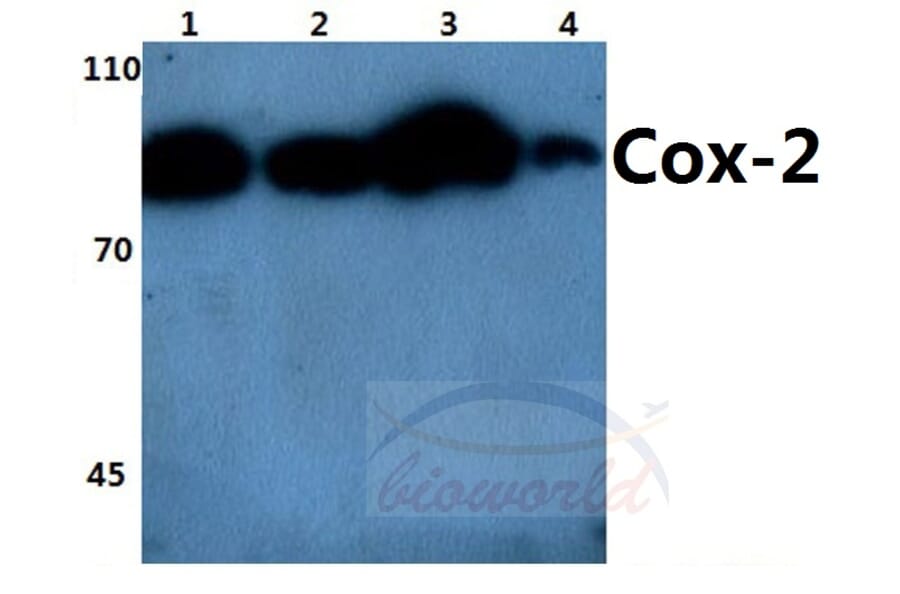 Anti-Cox-2 (T594) Antibody from Bioworld Technology (BS1076) - Antibodies.com