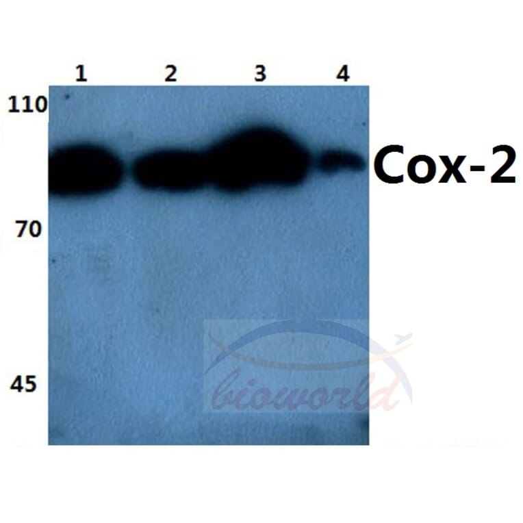 Anti-Cox-2 (T594) Antibody from Bioworld Technology (BS1076) - Antibodies.com