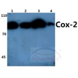 Anti-Cox-2 (T594) Antibody from Bioworld Technology (BS1076) - Antibodies.com