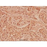 Anti-Cox-2 (T594) Antibody from Bioworld Technology (BS1076) - Antibodies.com