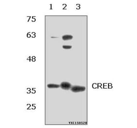 Anti-CREB (I127) Antibody from Bioworld Technology (BS1077) - Antibodies.com