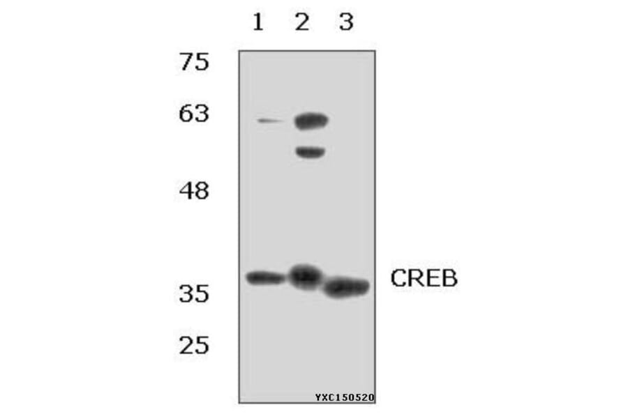 Anti-CREB (I127) Antibody from Bioworld Technology (BS1077) - Antibodies.com