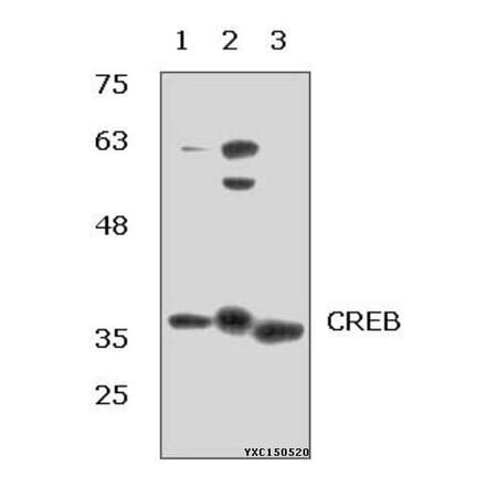 Anti-CREB (I127) Antibody from Bioworld Technology (BS1077) - Antibodies.com