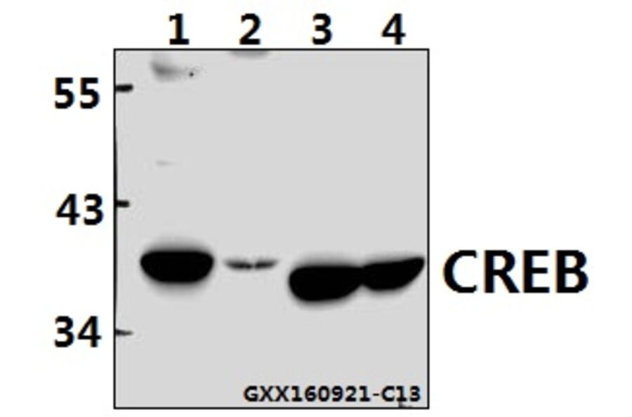 Anti-CREB (I127) Antibody from Bioworld Technology (BS1077) - Antibodies.com