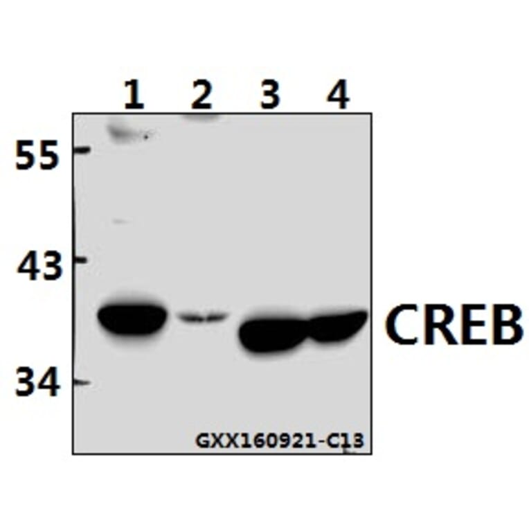 Anti-CREB (I127) Antibody from Bioworld Technology (BS1077) - Antibodies.com