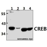 Anti-CREB (I127) Antibody from Bioworld Technology (BS1077) - Antibodies.com