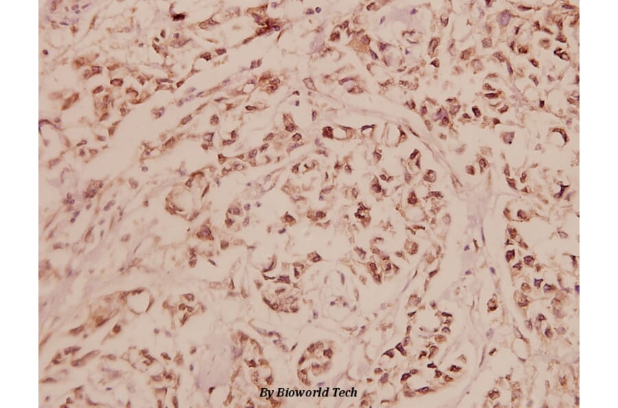 Anti-CREB (I127) Antibody from Bioworld Technology (BS1077) - Antibodies.com