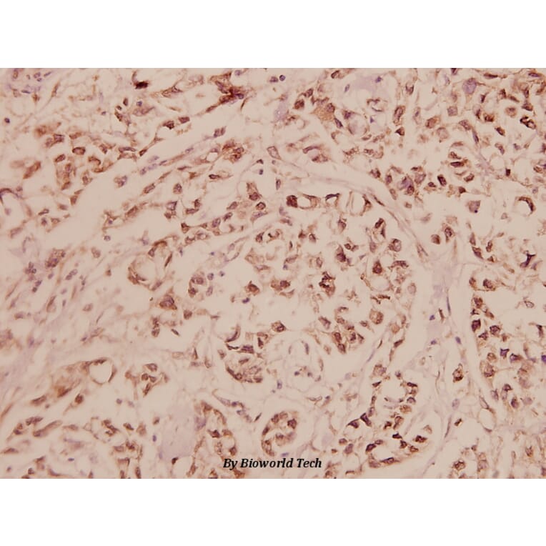 Anti-CREB (I127) Antibody from Bioworld Technology (BS1077) - Antibodies.com