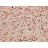 Anti-CREB (I127) Antibody from Bioworld Technology (BS1077) - Antibodies.com