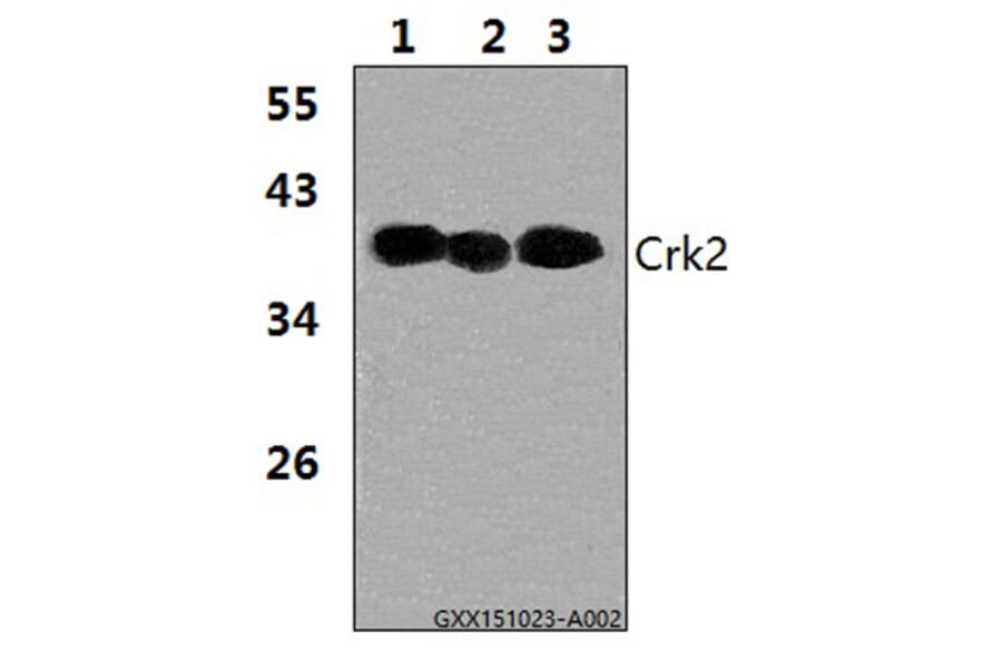 Anti-Crk2 (P215) Antibody from Bioworld Technology (BS1079) - Antibodies.com