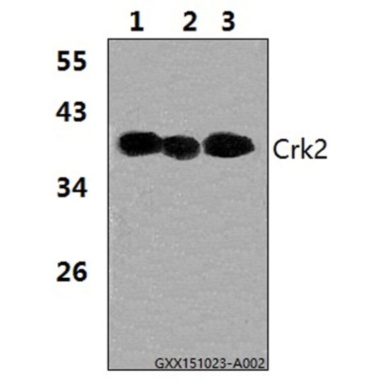 Anti-Crk2 (P215) Antibody from Bioworld Technology (BS1079) - Antibodies.com