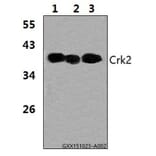 Anti-Crk2 (P215) Antibody from Bioworld Technology (BS1079) - Antibodies.com