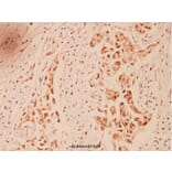Anti-Crk2 (P215) Antibody from Bioworld Technology (BS1079) - Antibodies.com