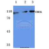 Anti-CSE1L (E2) Antibody from Bioworld Technology (BS1080) - Antibodies.com