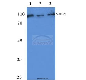 Anti-CUL-1 (Y761) Antibody from Bioworld Technology (BS1081) - Antibodies.com
