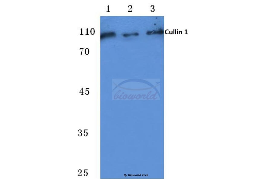Anti-CUL-1 (Y761) Antibody from Bioworld Technology (BS1081) - Antibodies.com