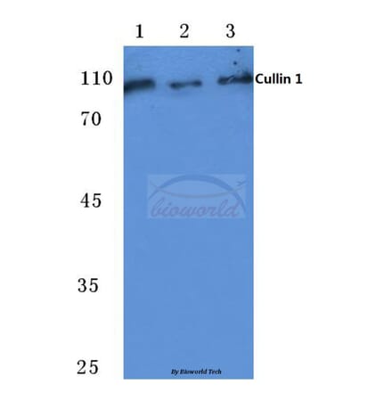 Anti-CUL-1 (Y761) Antibody from Bioworld Technology (BS1081) - Antibodies.com