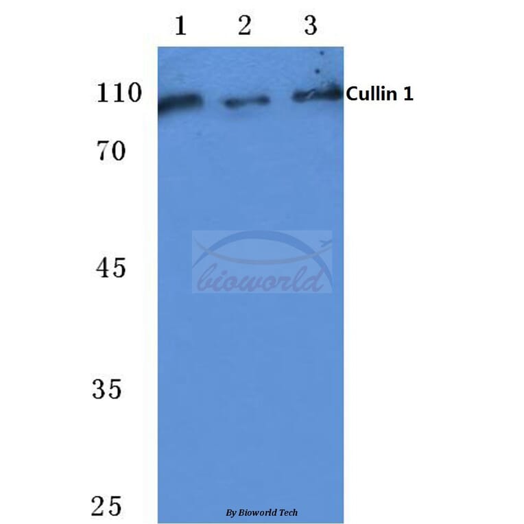 Anti-CUL-1 (Y761) Antibody from Bioworld Technology (BS1081) - Antibodies.com