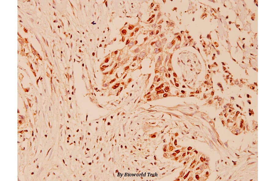 Anti-CUL-1 (Y761) Antibody from Bioworld Technology (BS1081) - Antibodies.com