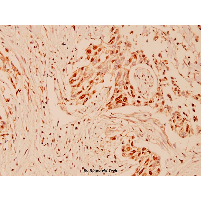 Anti-CUL-1 (Y761) Antibody from Bioworld Technology (BS1081) - Antibodies.com