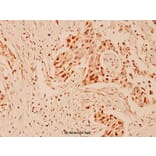 Anti-CUL-1 (Y761) Antibody from Bioworld Technology (BS1081) - Antibodies.com