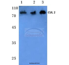 Anti-CUL-2 (I726) Antibody from Bioworld Technology (BS1082) - Antibodies.com