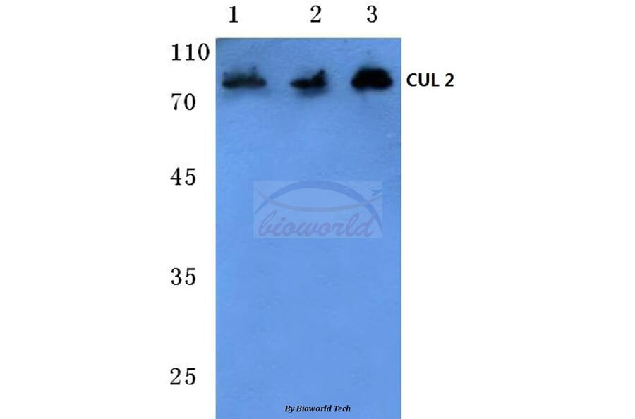 Anti-CUL-2 (I726) Antibody from Bioworld Technology (BS1082) - Antibodies.com