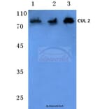 Anti-CUL-2 (I726) Antibody from Bioworld Technology (BS1082) - Antibodies.com