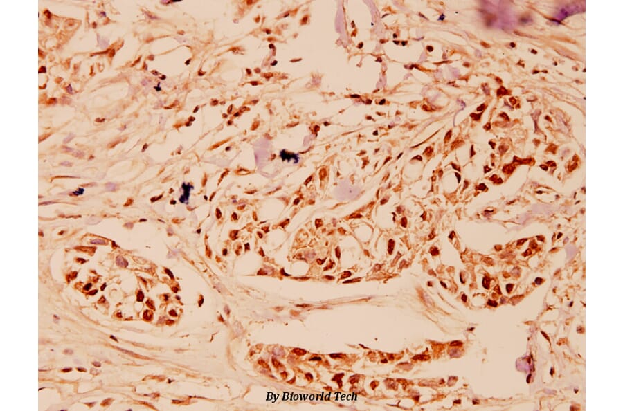 Anti-CUL-2 (I726) Antibody from Bioworld Technology (BS1082) - Antibodies.com