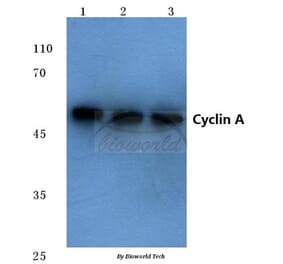 Anti-Cyclin A (W250) Antibody from Bioworld Technology (BS1083) - Antibodies.com