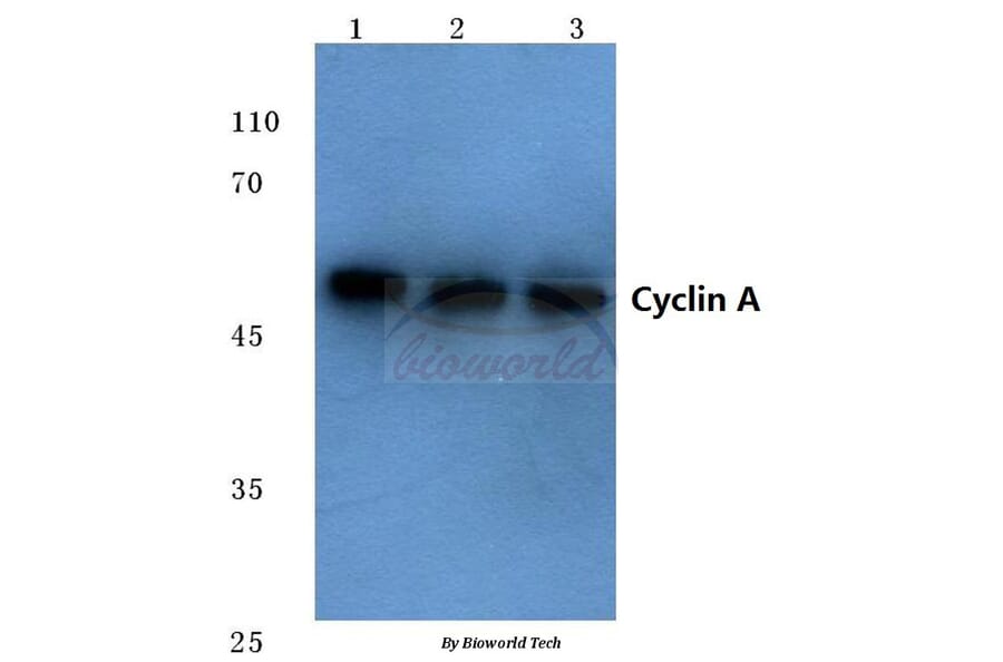 Anti-Cyclin A (W250) Antibody from Bioworld Technology (BS1083) - Antibodies.com