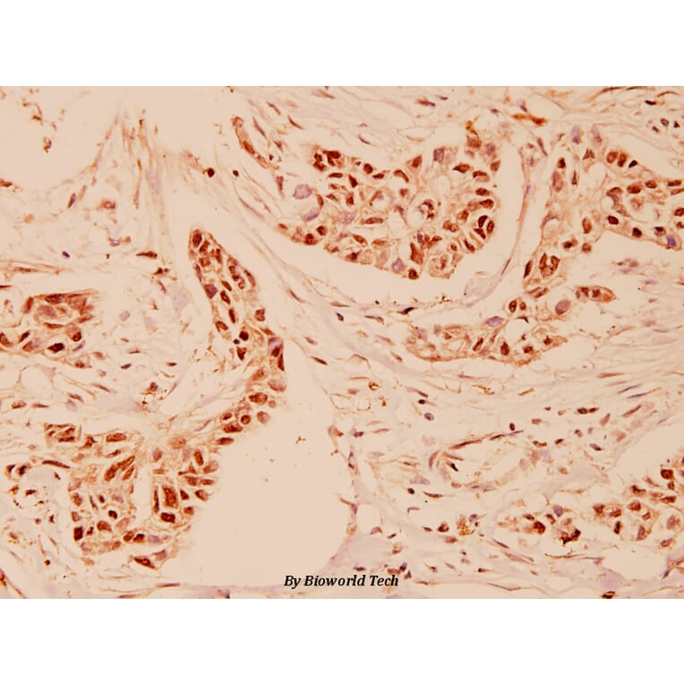 Anti-Cyclin A (W250) Antibody from Bioworld Technology (BS1083) - Antibodies.com