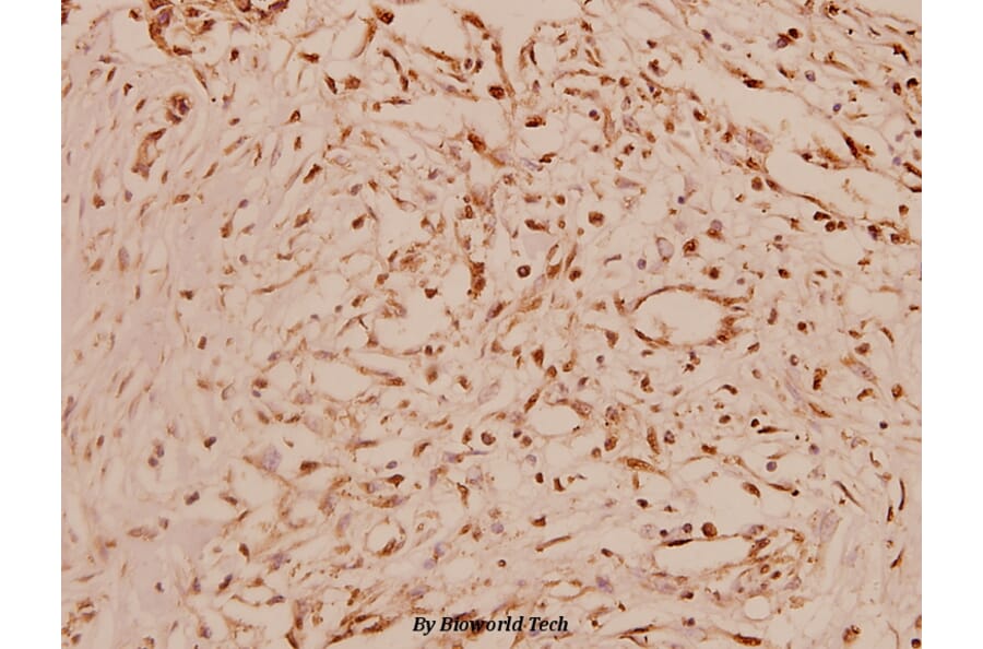 Anti-Cyclin A1 (R436) Antibody from Bioworld Technology (BS1084) - Antibodies.com