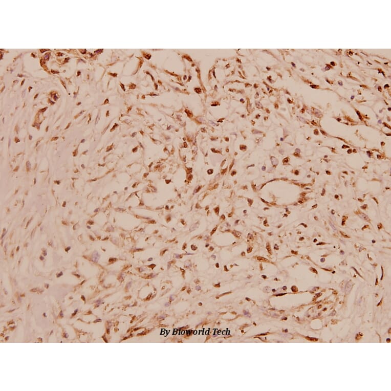 Anti-Cyclin A1 (R436) Antibody from Bioworld Technology (BS1084) - Antibodies.com