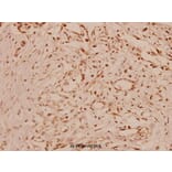 Anti-Cyclin A1 (R436) Antibody from Bioworld Technology (BS1084) - Antibodies.com