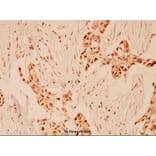 Anti-Cyclin E1 (I119) Antibody from Bioworld Technology (BS1085) - Antibodies.com